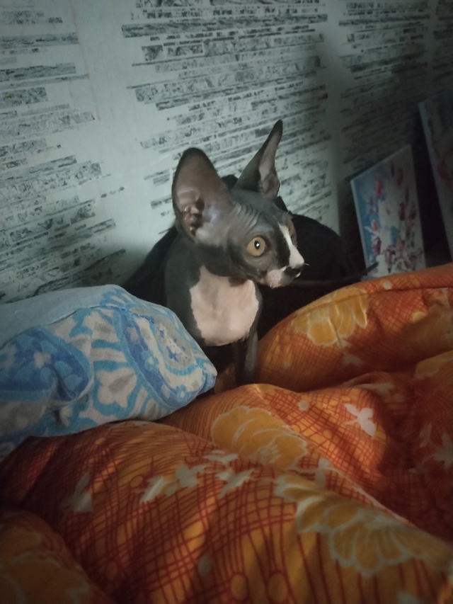 Её зовут Цири🥰 Сейчас ей всего 3 месяца, самая любимая ...