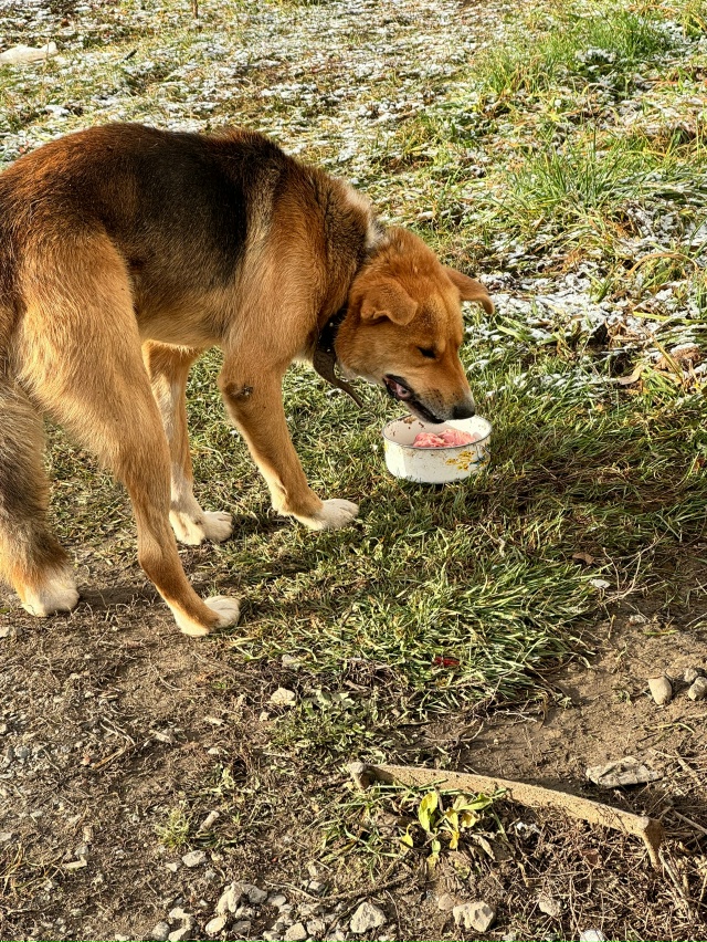 🆘 Чей пес потерялся ?
или опять стал не нужным
Практич?...