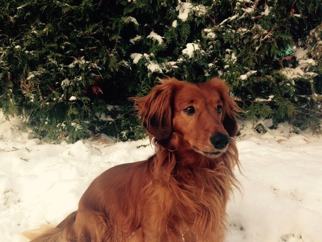 Пропала собака!!!
Кобель, откликается на кличку Стёпа ( ?...