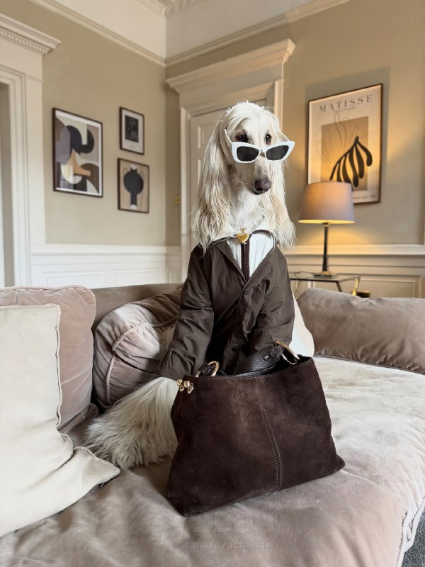 Афганская борзая по имени Саманта — новая звезда соцсетей
Бася набирает миллионы лайков. На каждом