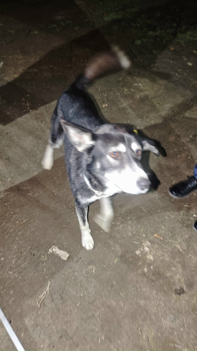 Собака бегает по Труфаново. Может кто потерял?