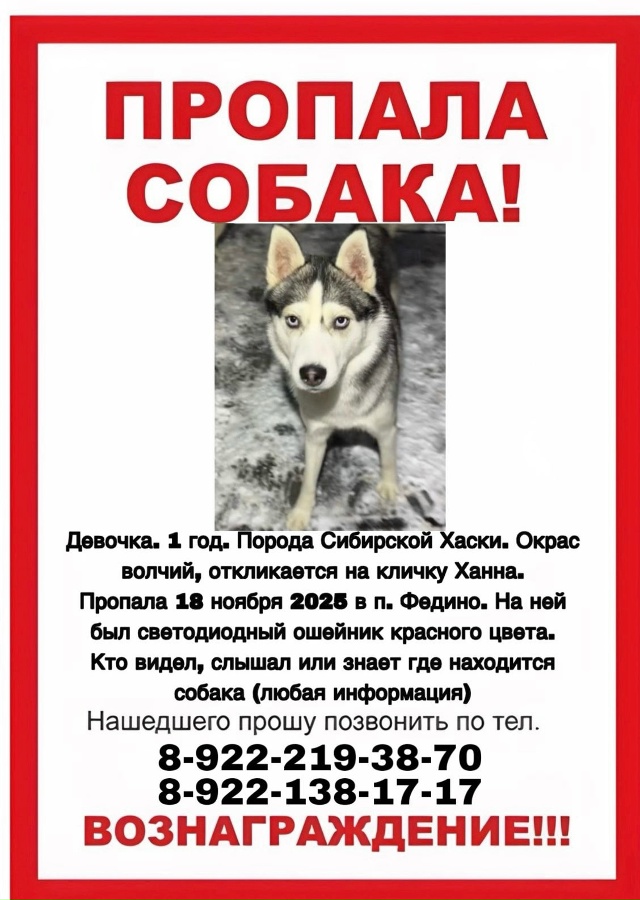 Если вы увидели СОБАКУ ХАСКИ , девочка ХАННА ГОЛУБОГЛА...