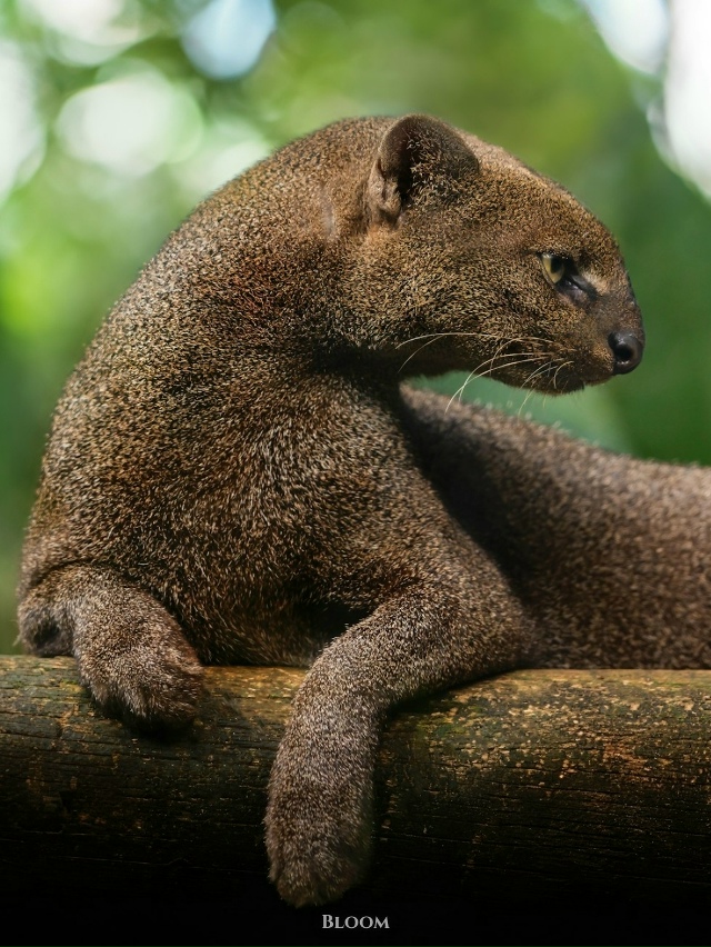 Это ягуарунди — необычная кошка, которая решила, что б?...
