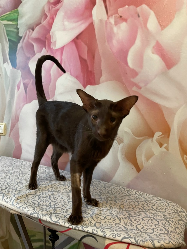 Ищем хозяина кошки. Порода ориентальная. Пока безрезул...