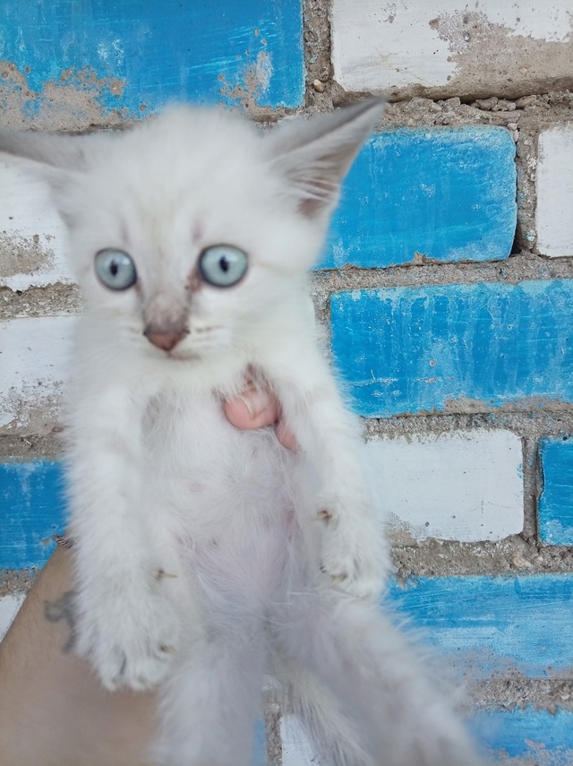 Отдам добрые руки.. 🙂