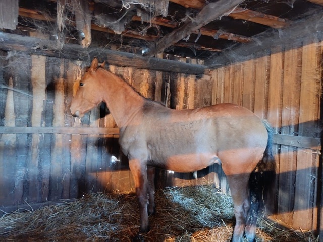 Продам прошлогоднего жеребчика.Цена 80 тыс.Тел. 89510371565