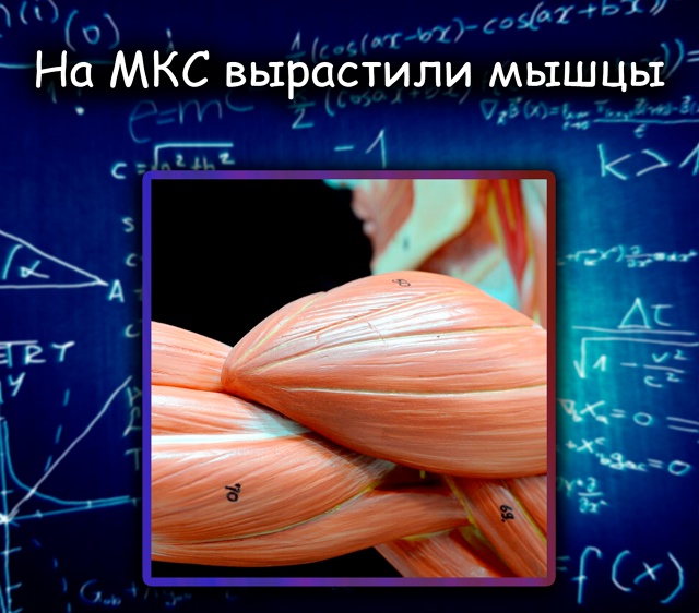 На МКС вырастили мышцы, чтобы изучить старение
Учёные ...