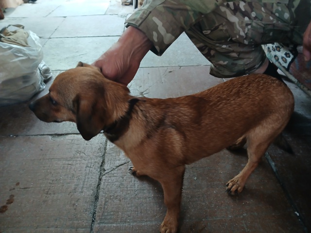 Привязался возле санатория планета, пришлось забрать. ...