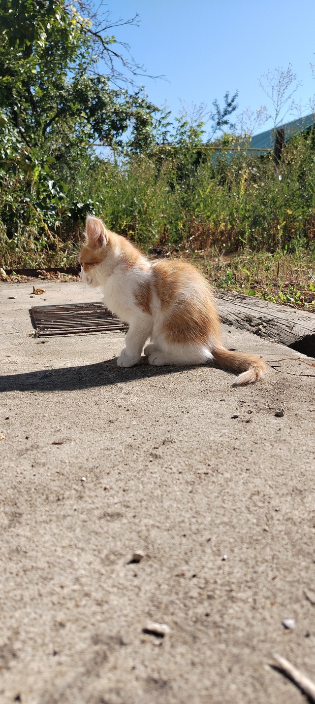 Отдам котят в добрые руки🐱
От кошки мышеловки .
Возрас...