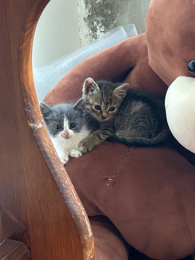 В подъезд были подкинуты две маленьких кошечки, взяли ...