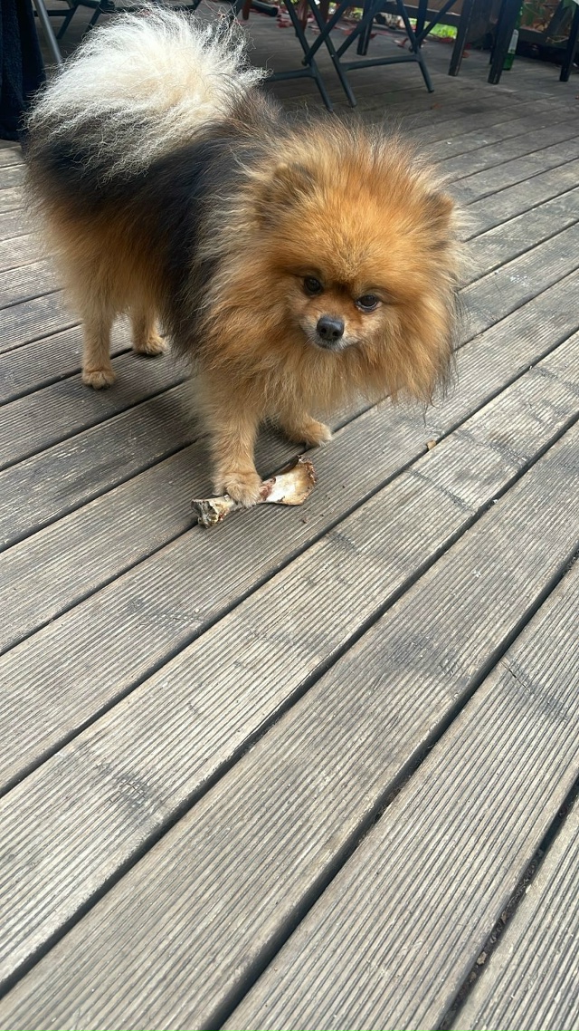 Убежал шпиц из Токкари рыжего цвета в синем ошейники,ч...