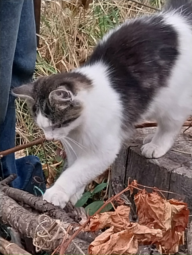 Голубоглазая кошечка- мышеловка и два ее котенка нужда...