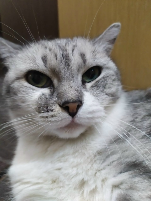 Потерялась кошка в районе ул.Маяковского, домашняя, ла?...