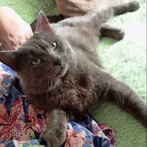 🐈 Кота, оставленного в автобусе №80, приютила семья во?...