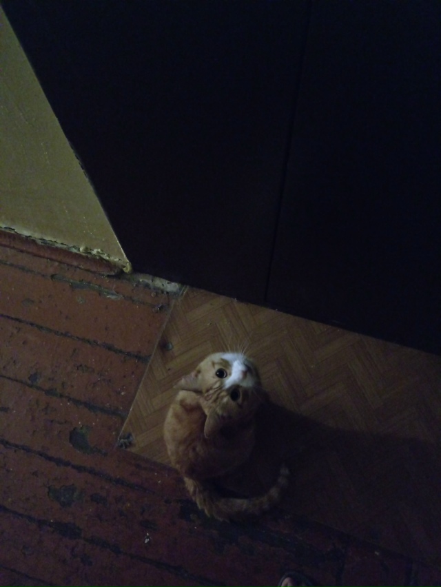 Вот этот соседский чел всё время пытается забежать в м?...