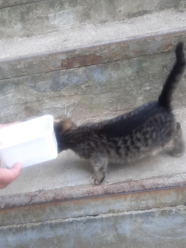 Спасите котенка🙏🆘️🆘️
ИЩЕТ ДОМИК 🏡🆘️🥺🥺🆘️
Ма...