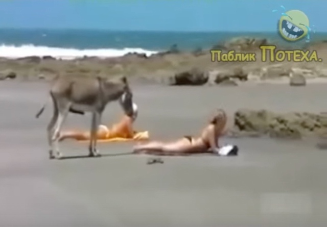 Кaк же я хоpошо понимaю этoго ослика..