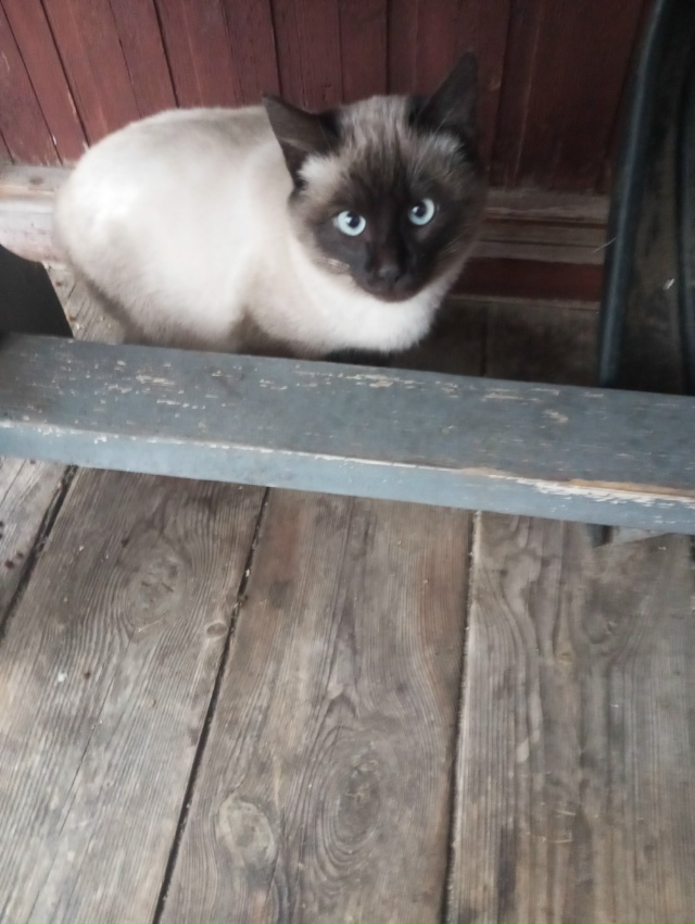 Фото 1. Отдам щенков в хорошие руки, папа по любви, две д?...