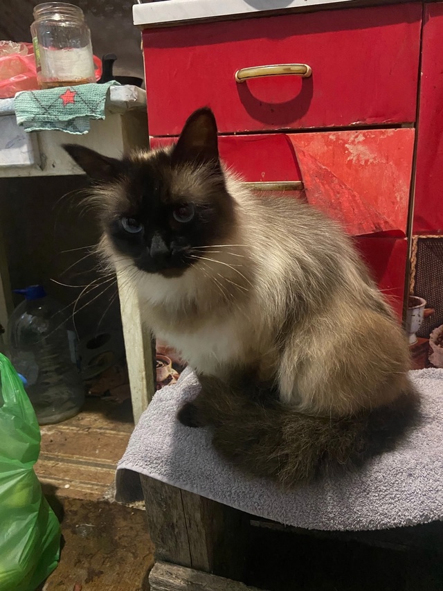 Добрые люди, пушистый мальчик ищет себе семью, в связи ?...