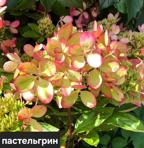 В наличии🌸