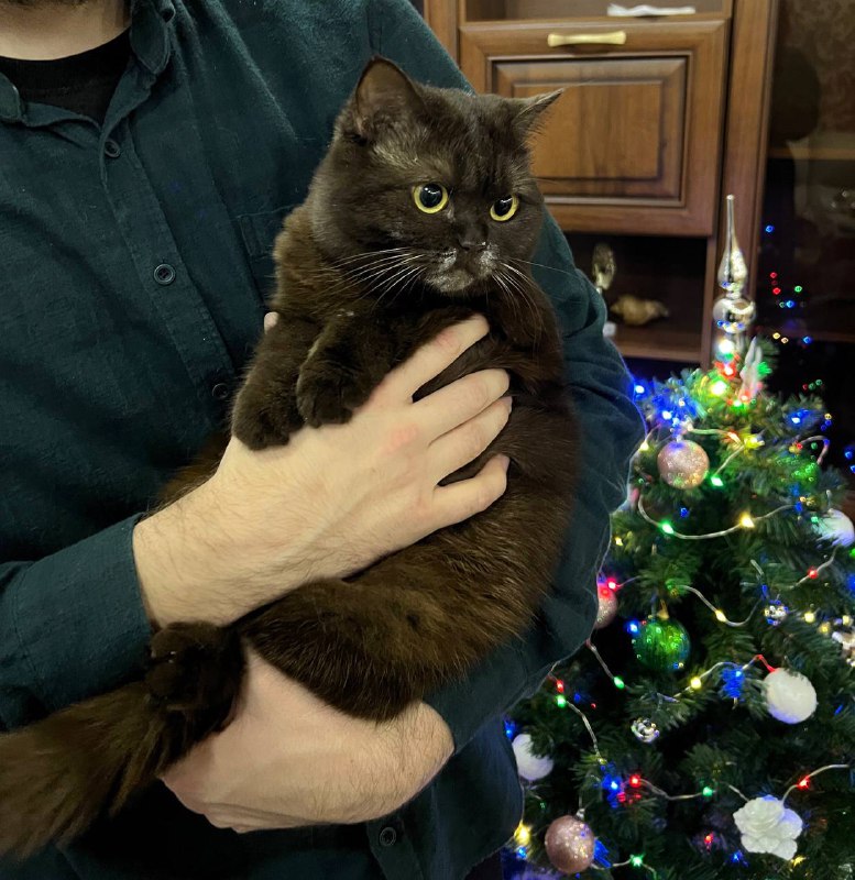 Вылазка на новогодний стол прошла успешно