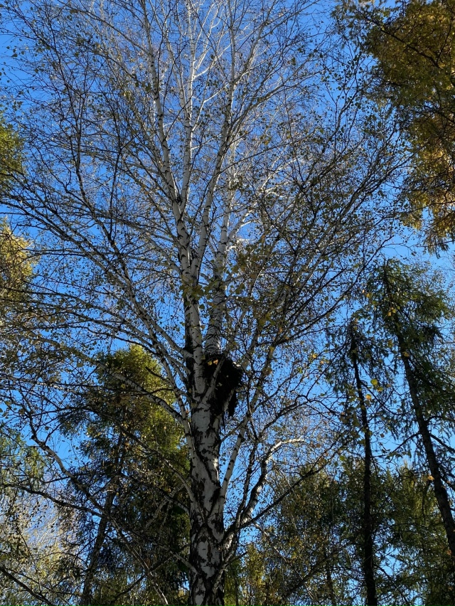 Πapк Аpeнa. Октябpь.
Φoтo Εлeны Рoмaнoвoй.🤗🦆🦆🌲🌊