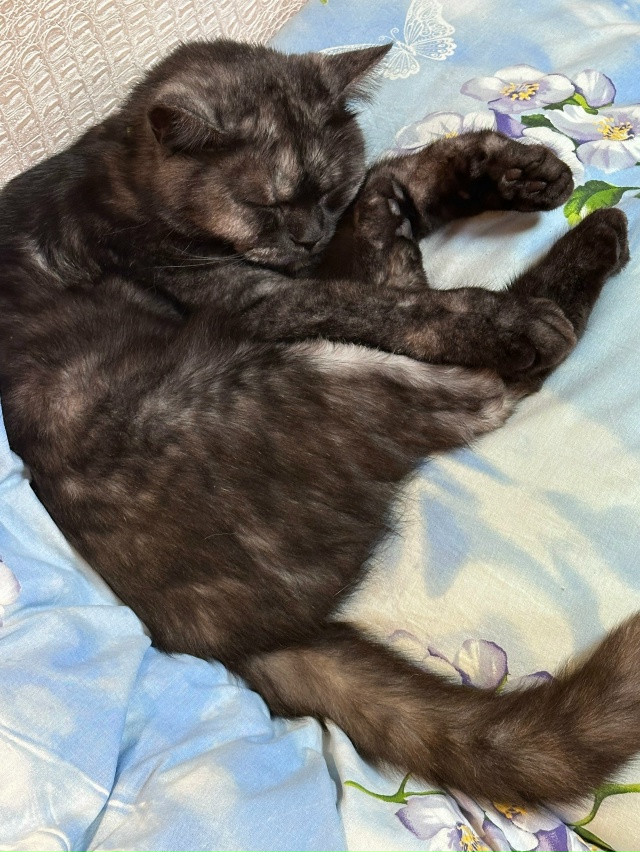 Пропал домашний кот. В районе Загибинской улицы. Может ...