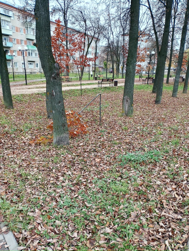 😡 Какой-то вандал
Спилил молодые деревца березы и дуб...