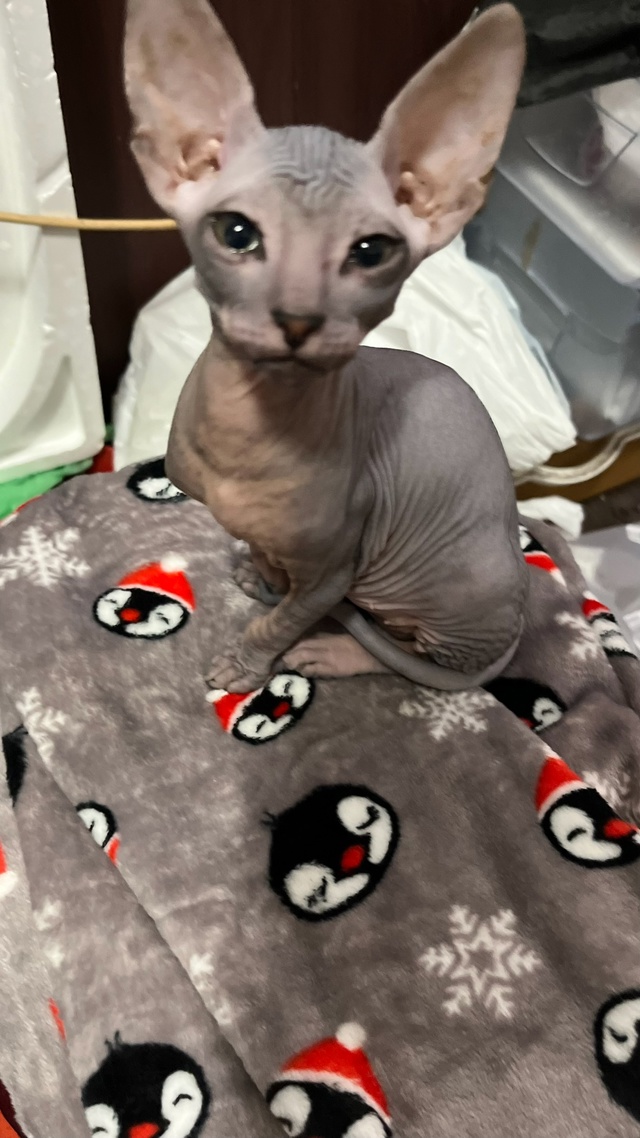 Лысая часть семьи?
Подскажите, кто как за хвостом уха?...