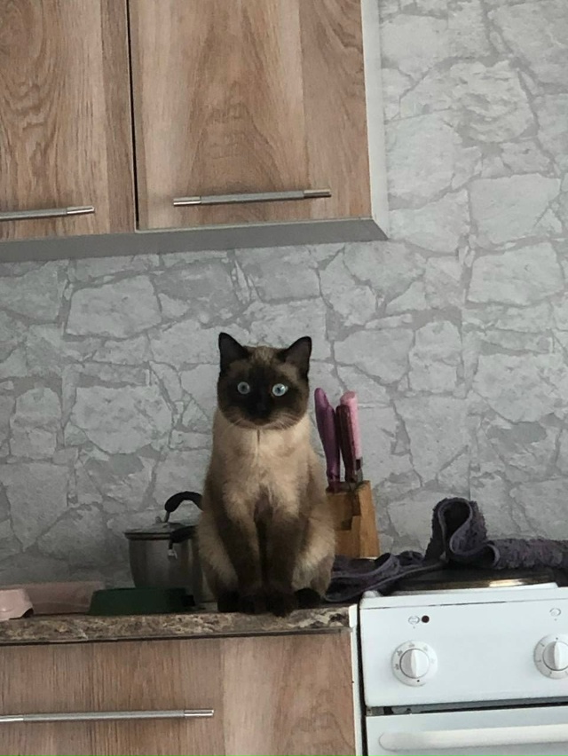 Пропал кот на Ленина 47 ,отвлекается на имя Вася ,если кт...