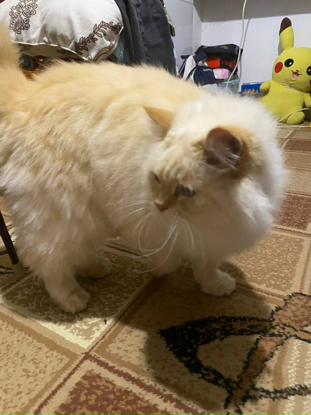 Найден почти по машиной .
Чей котик?
Нашли на улице Кон?...