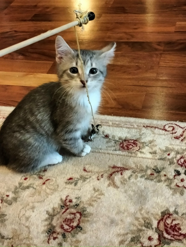 Санкт Петербург и ЛО! Мальчишка Тай ищет дом и своего х?...