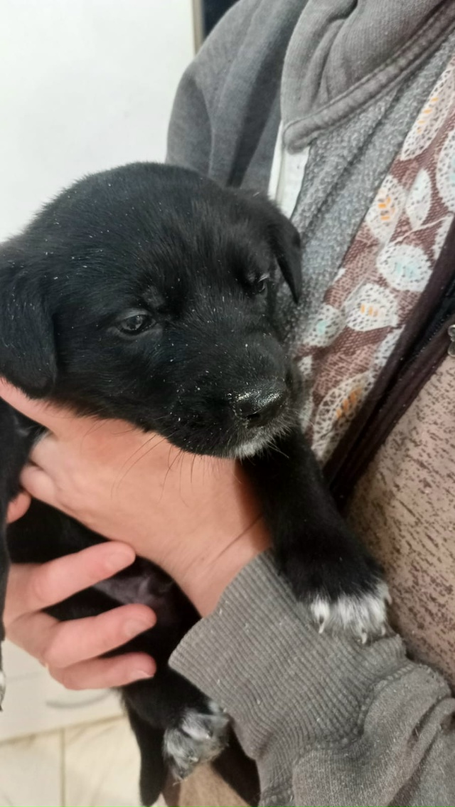 Отдам в хорошие руки щенков, 4 девочки, 2 мальчика, возра...