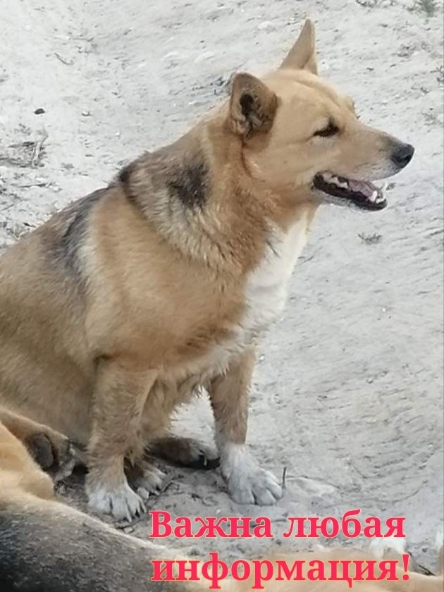 📢📣Нижегородская область. Борский район. Воскресенск...