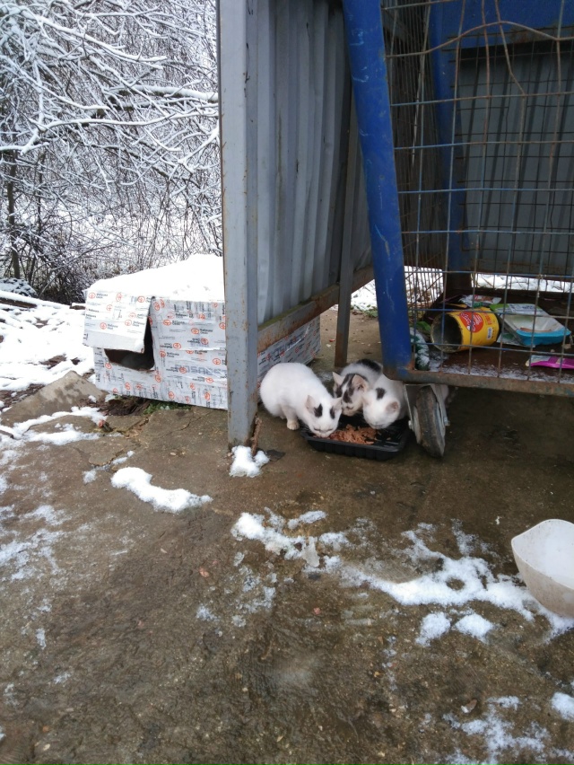 Пропадают котята в д.Цыплино