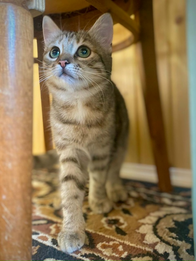 Ушастая девчонка с очень выразительными глазами ищет ?...