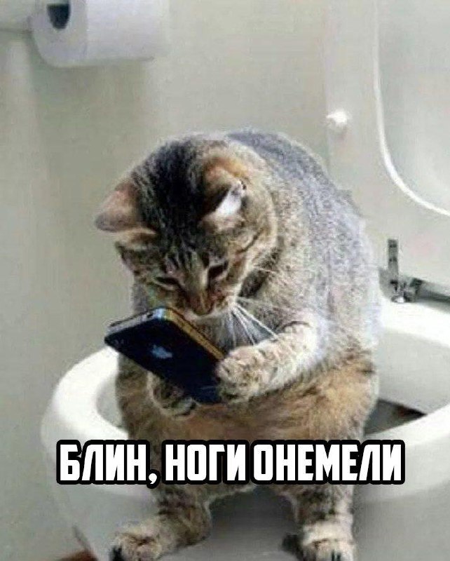 «Туалетный кемпинг» — новый тренд у зумеров
Молодёжь всё чаще уединяется в ванной, чтобы отвлечься