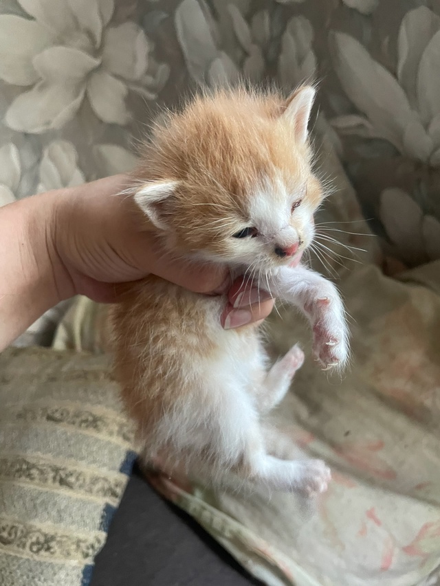 Всем привет,подкинули котят,себе не могу оставить у са?...
