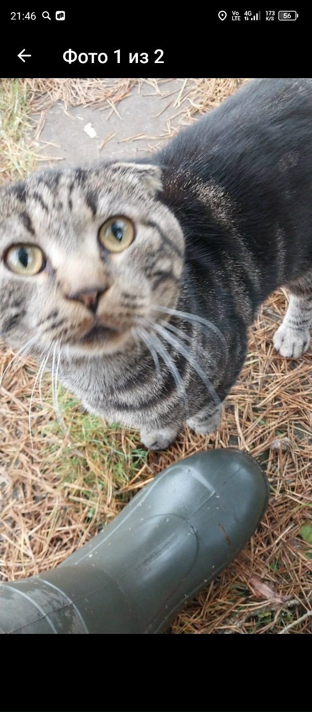 Добрый день. Отдадим в добрые руки вислоухого кота -бри...