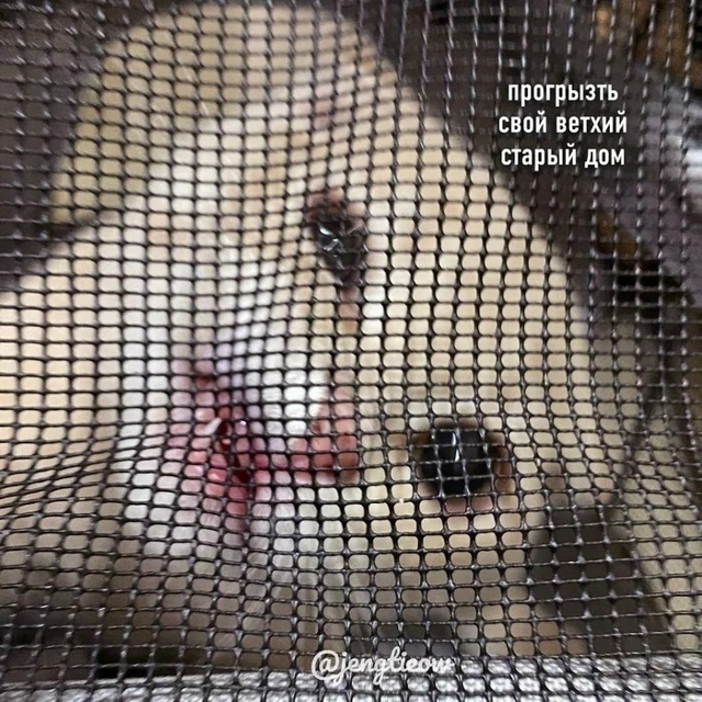 KиШ пo-котейски