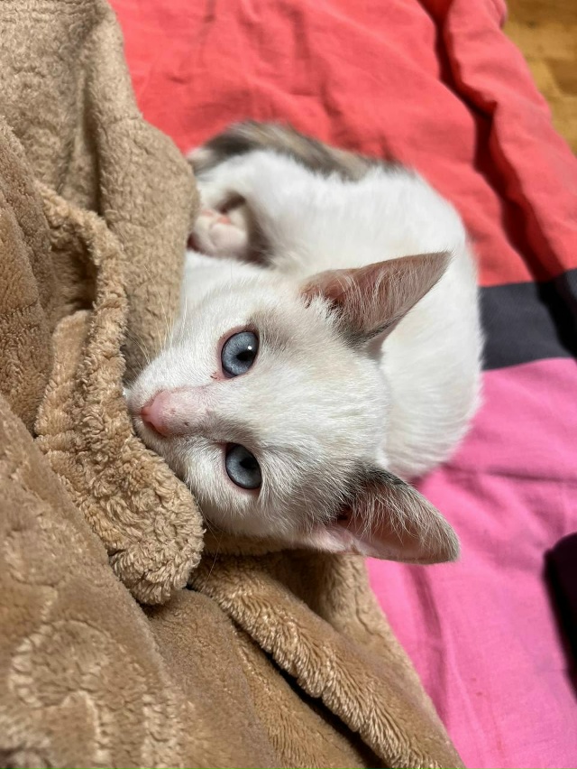 Потерялась кошка по кличке Соба 11.11.25, ориентировочно в...