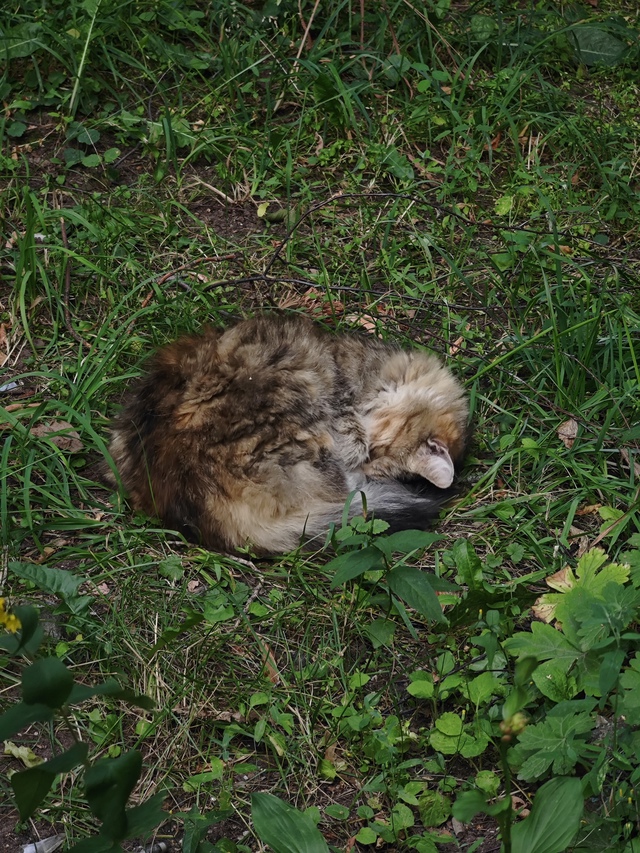 #котоохота
