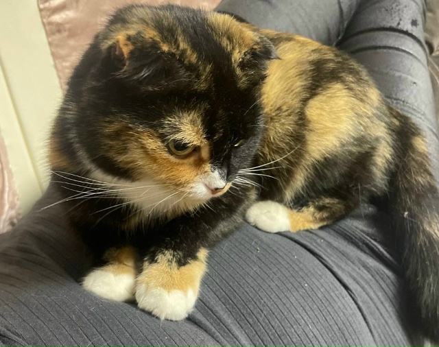 Домашняя не знает жестокости ,мерзнет ,боится
Помогит?...