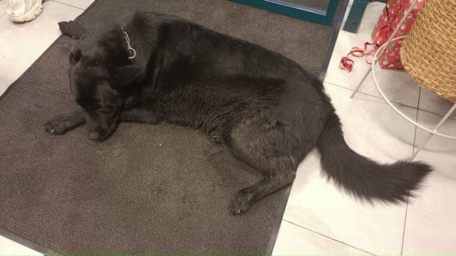 Та же собака теперь находится в магазине перекресток. ?...