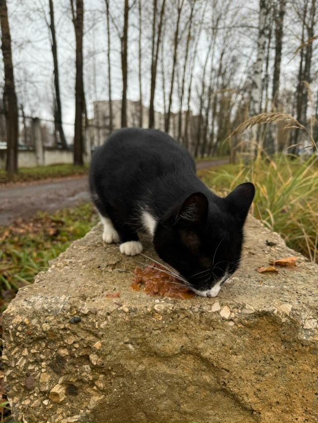 Добры день , у больницы бегает котик , очень ласковый , д...