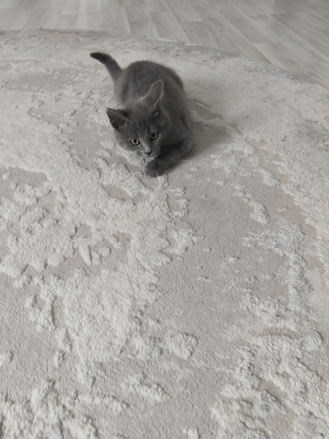 Кошечка,в добрые руки.
Тел.89875387742