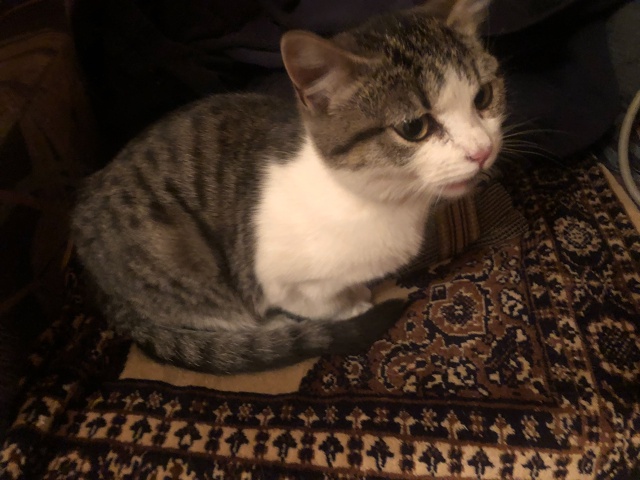 Прибилась кошечка на Суворова .может кто потерял ,себе ...