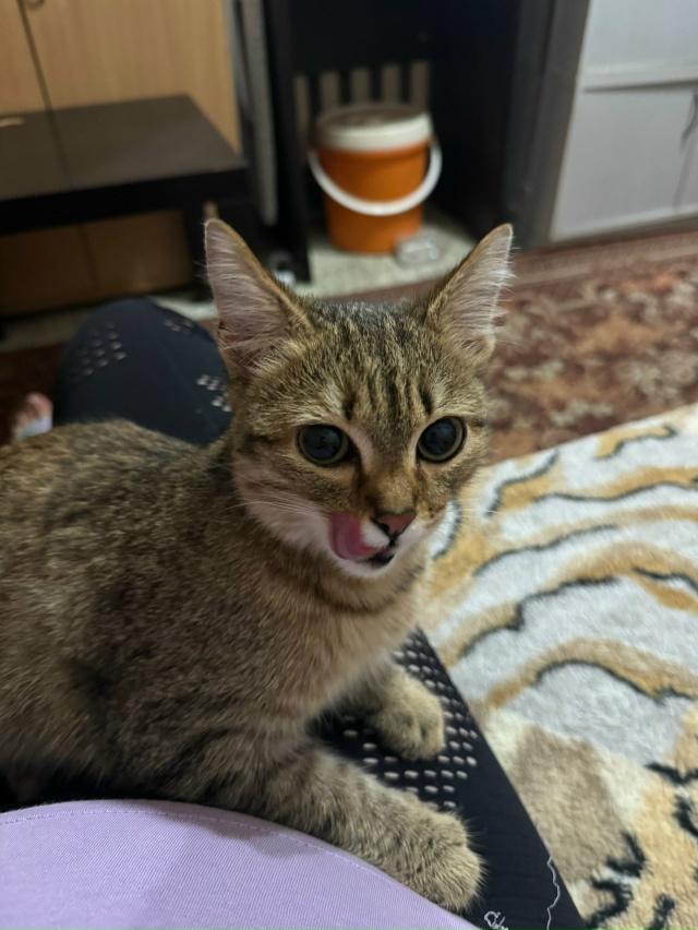 Здравствуйте! Сегодня днём (09.08) нашла котёнка-подростк...