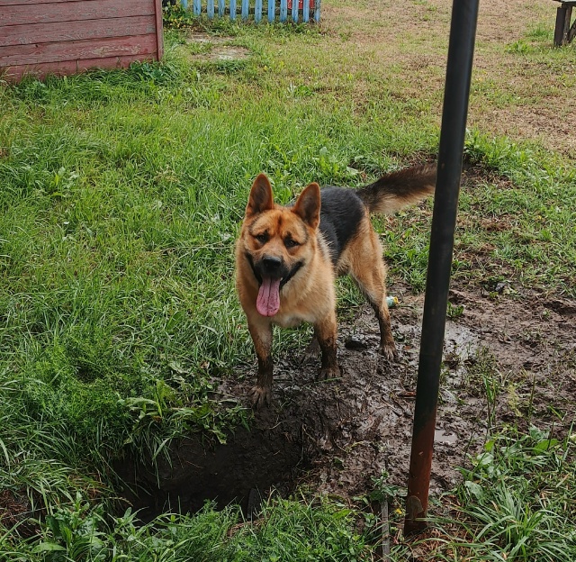 Чуварлеи.
Прошу Вас помочь найти собаку.
Если кто-то ви?...
