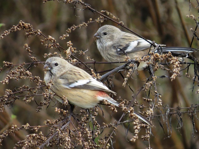 😍В Башкирии заметили редких длиннохвостых снегирей
?...